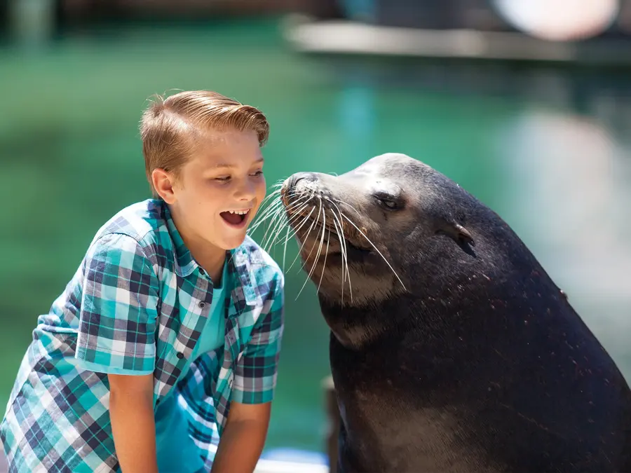 A boy laughing as a seal leans in for a kiss