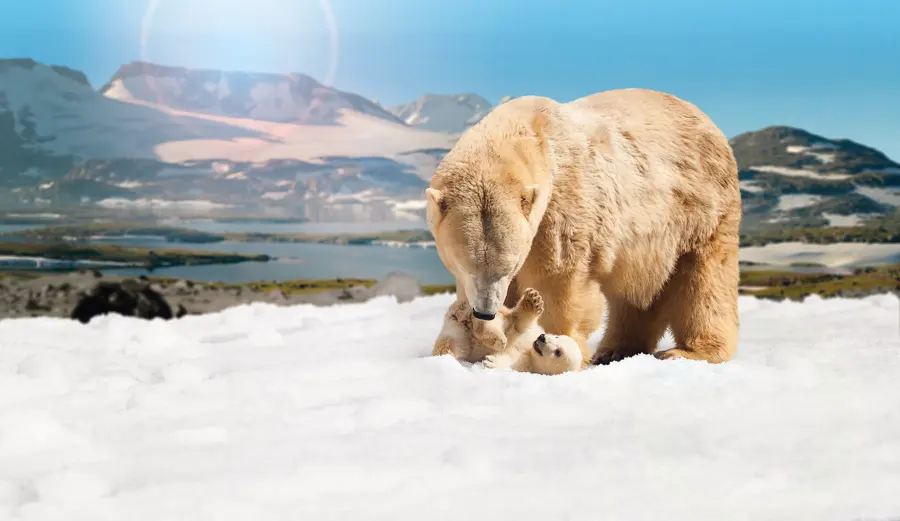 A polar bear and her cub playing in the snow